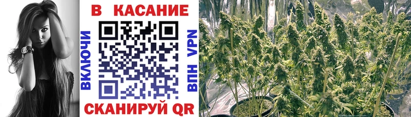 Где продают наркотики Тында Галлюциногенные грибы  MEGA как зайти  Меф мяу мяу  МАРИХУАНА  A-PVP 